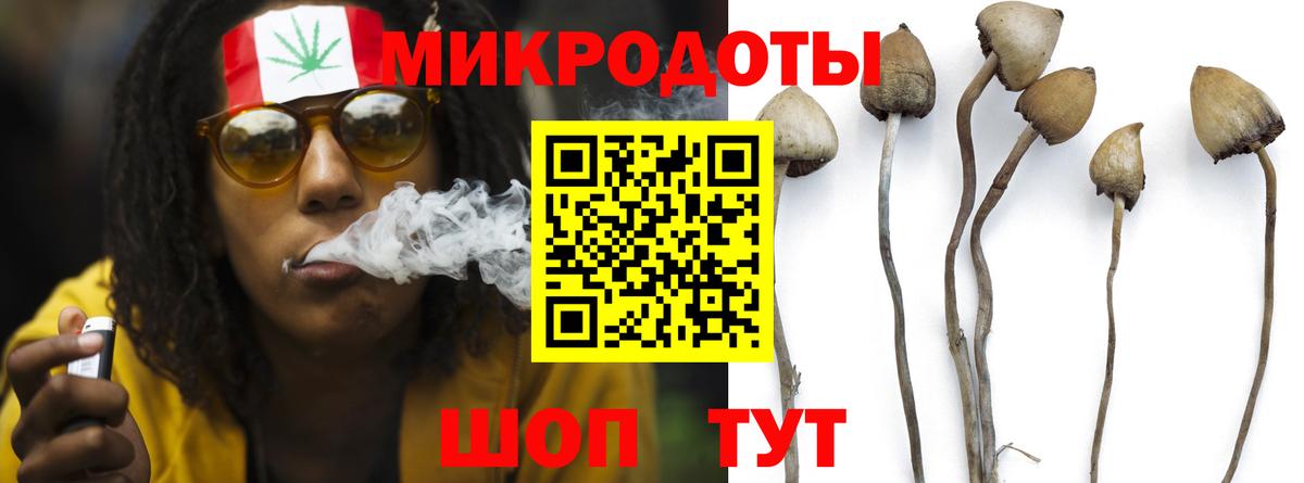Галлюциногенные грибы Psilocybe Балашов